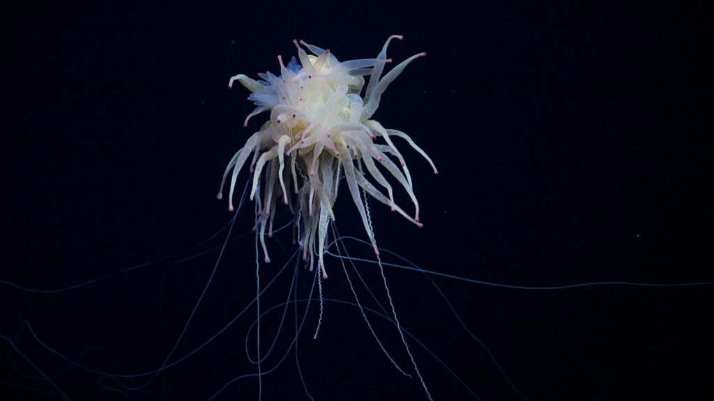 Bathyphysa, conocido como monstruos espagueti voladores. Foto: Schmidt Ocean Institute