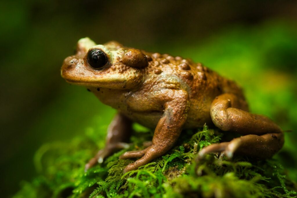 Telmatobufo bullocki. Créditos: Felipe Rabanal.