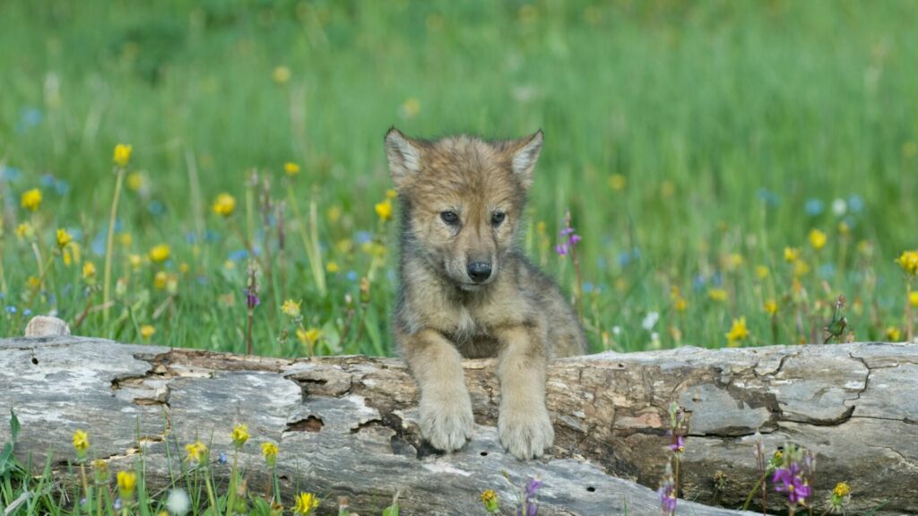 Cachorro de lobo. Créditos: John Pitcher.