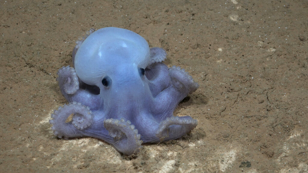 Pulpo Casper. Foto: Schmidt Ocean Institute