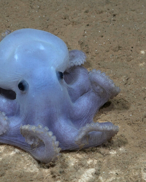 Descubren nuevo monte submarino y cerca de 20 posibles nuevas especies cerca de las costas de Chile