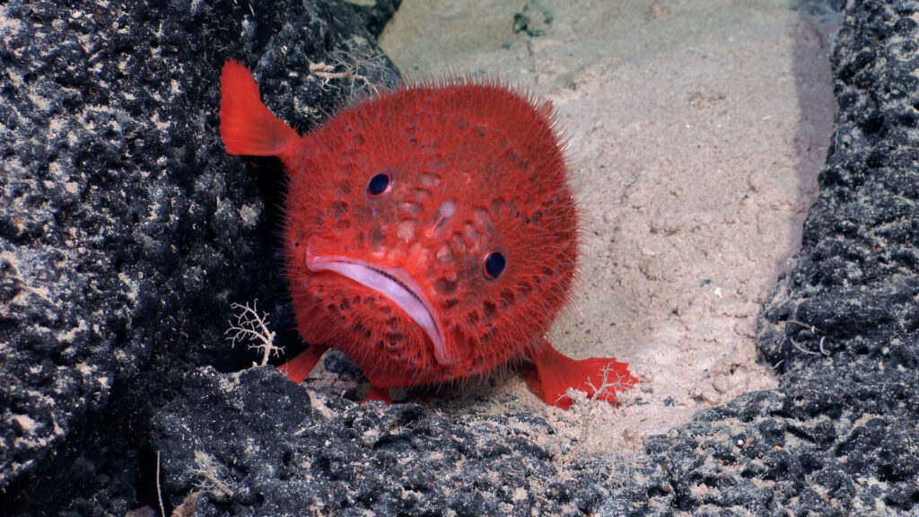 Chaunacops. Foto: Schmidt Ocean Institute