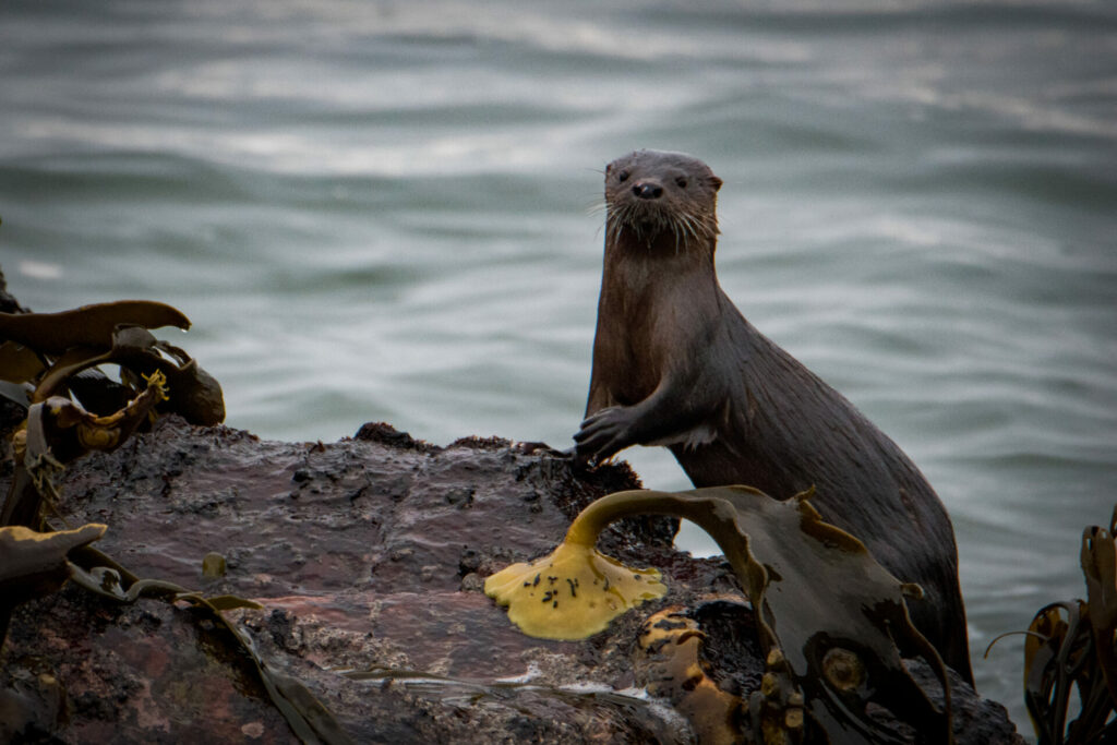 Chungungo. Foto: Daniel Stange en iNaturalist