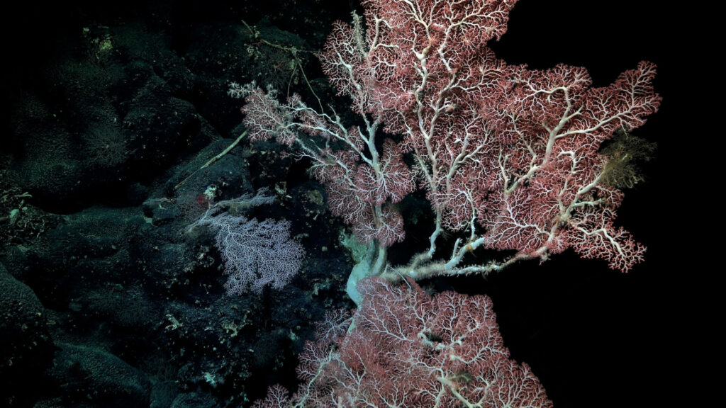 Coral grande. Foto: Schmidt Ocean Institute