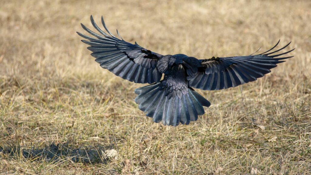 Cuervo volando. Créditos: Manfredxy.