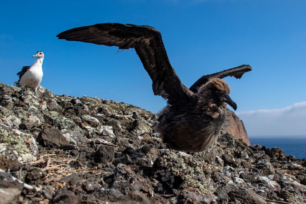  Polluelos de albatros patas negras fortaleciendo sus alas, preparándose para dejar la isla. ©GECI / J.A. Soriano.