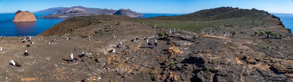 Isla Guadalupe. ©GECI / J.A. Soriano.