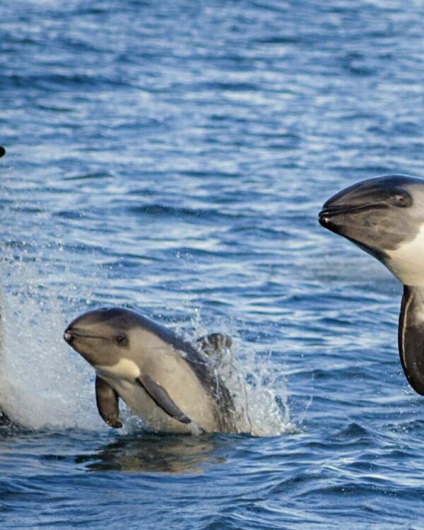 Por primera vez, registran interacción entre marsopas espinosas y delfines australes en Chile