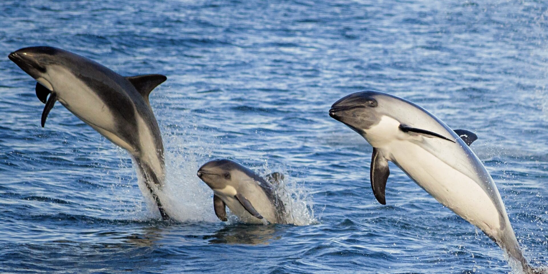 Por primera vez, registran interacción entre marsopas espinosas y delfines australes en Chile