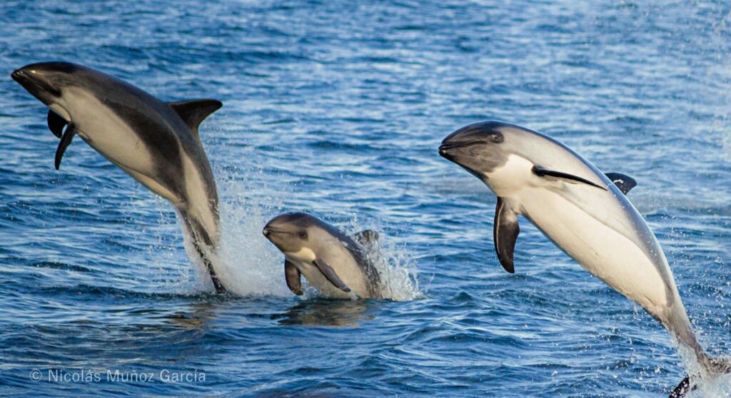 Delfines australes. Foto: Nicolás Muñoz