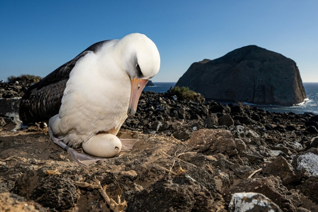 Incubación de huevos de albatros patas negras. ©GECI / J.A. Soriano.