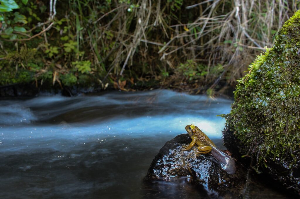 Telmatobufo bullocki. Créditos: Edgardo Flores.