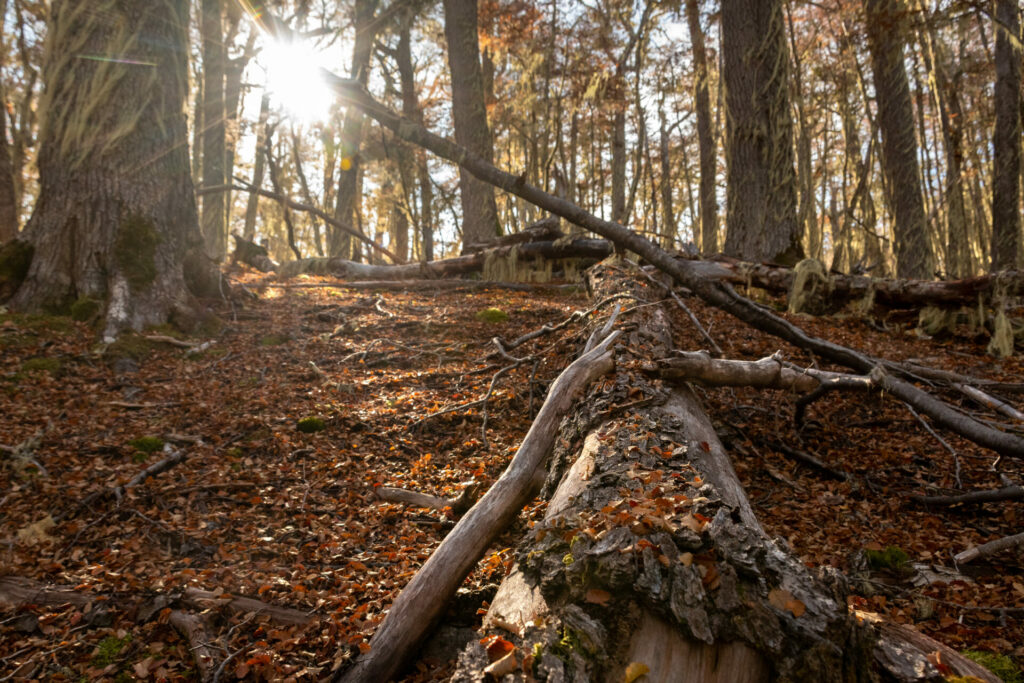 Bosque habitado por escarabajos de ambrosía. Créditos: Bastián Vásquez.