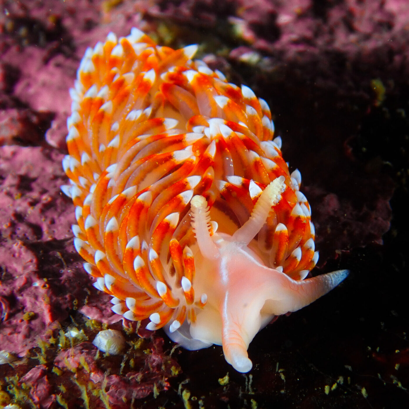 Conoce a los nudibranquios, las espectaculares criaturas que pintan los mares de Chile y del mundo