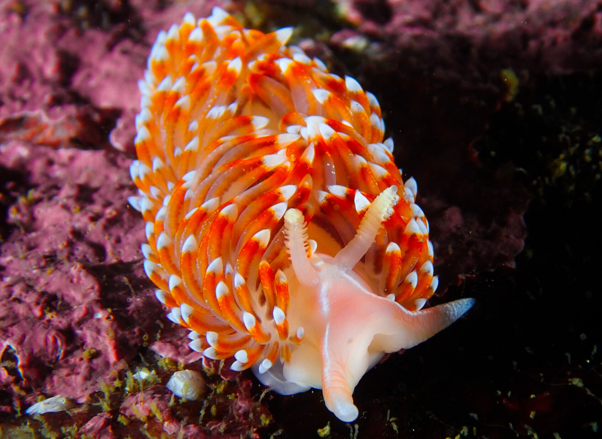 Conoce a los nudibranquios, las espectaculares criaturas que pintan los mares de Chile y del mundo