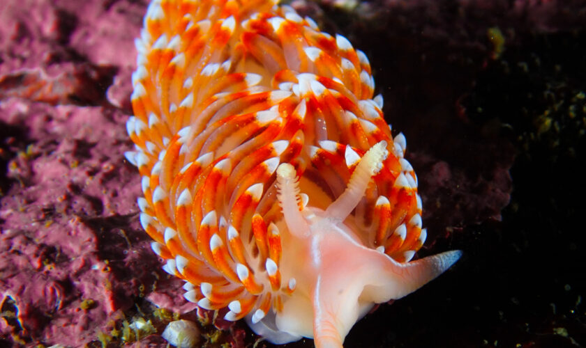 Conoce a los nudibranquios, las espectaculares criaturas que pintan los mares de Chile y del mundo