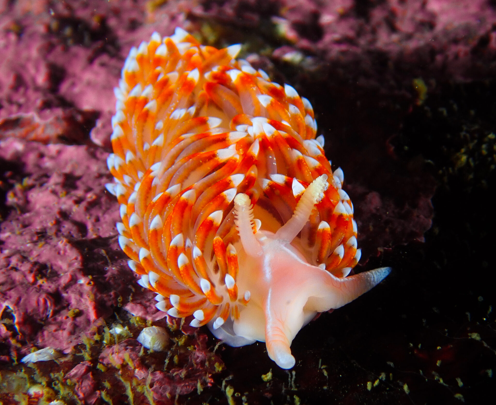 Conoce a los nudibranquios, las espectaculares criaturas que pintan los mares de Chile y del mundo