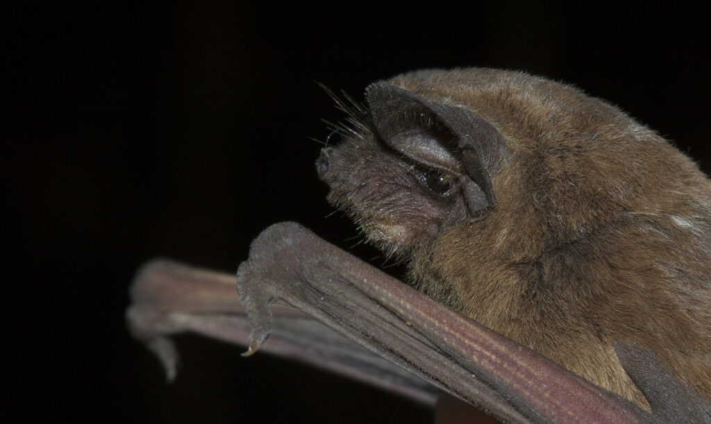 Tadarida brasiliensis. Foto: Andrés Charrier