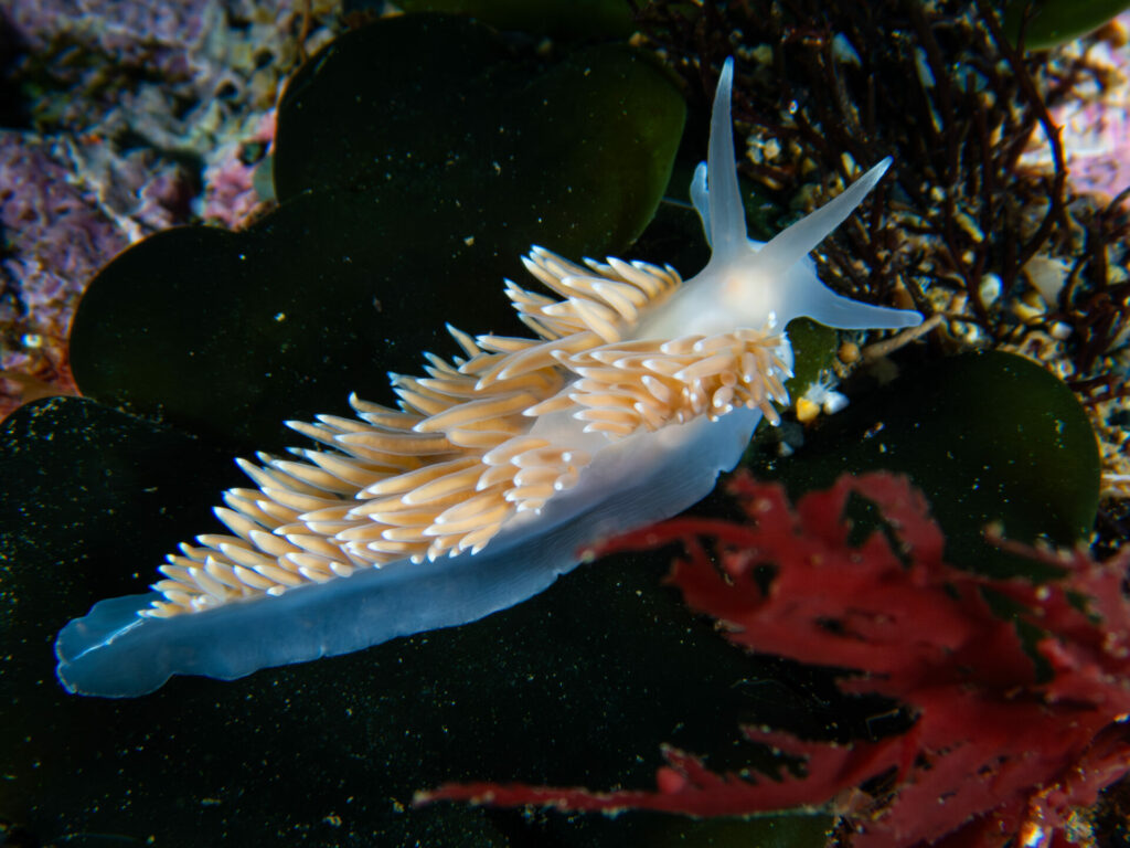 Flabellina falklandica en Cabo Froward para una expedición científica de Rewilding Chile para la preservación de la Patagonia. © José Luis Kappes