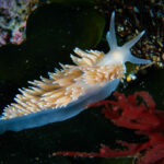 Flabellina falklandica en Cabo Froward para una expedición científica de Rewilding Chile para la preservación de la Patagonia. © José Luis Kappes