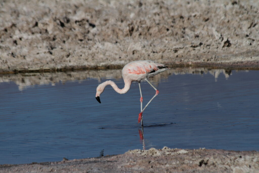 Flamenco chileno. Foto: Mael Dewynter en iNaturalist