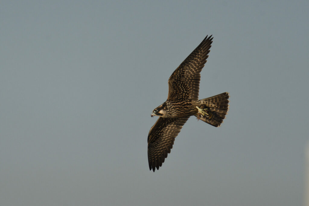 Halcón peregrino. Foto: Terence Zahner en iNaturalist