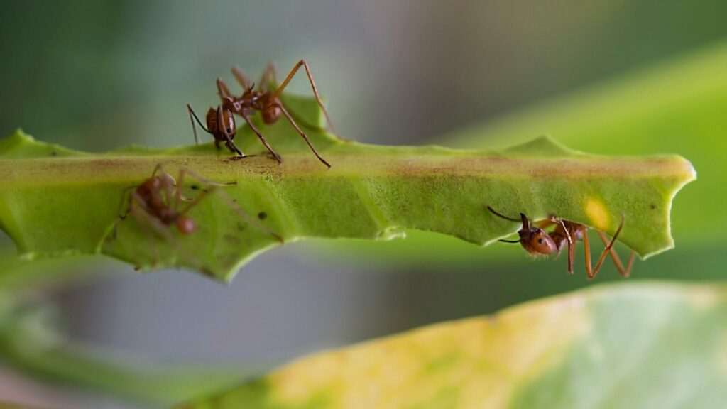 Hormiga corta hojas. Créditos: Omeidl.