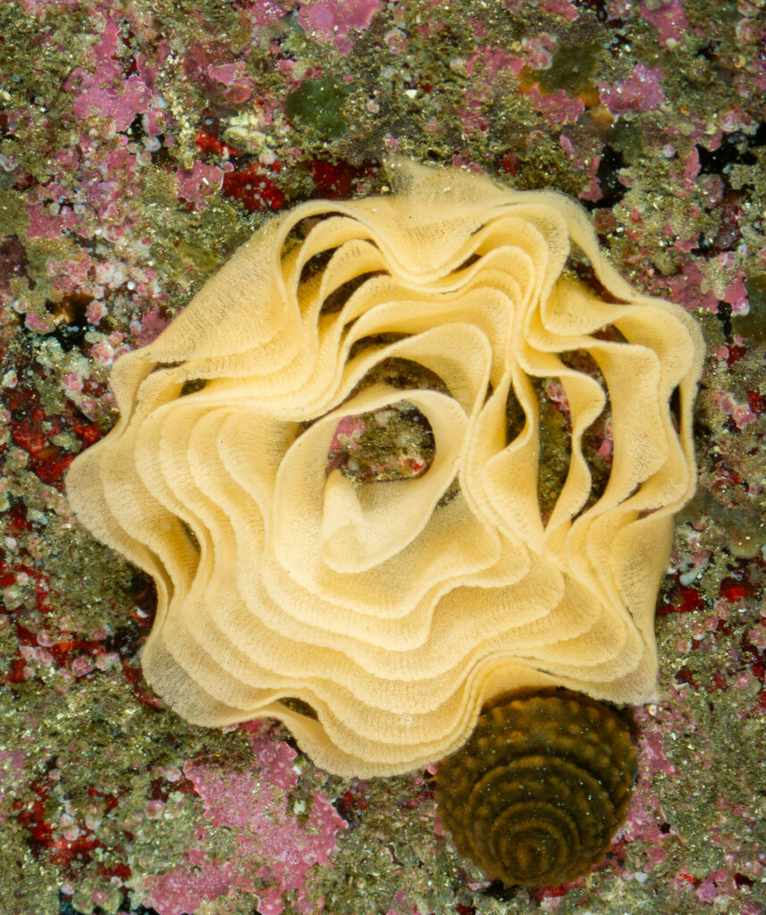 Huevos de nudibranquio (Archidoris fontaini). © José Luis Kappes