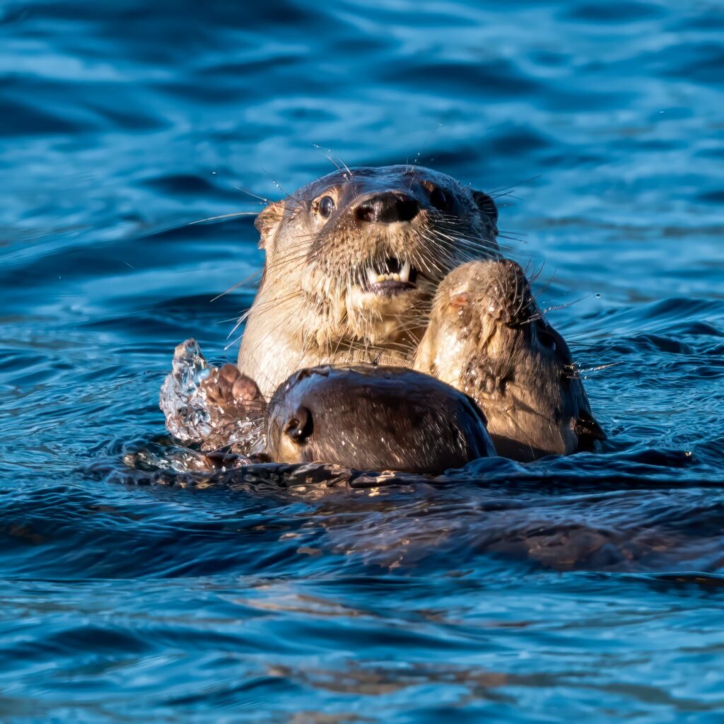 Huillín (Lontra provocax) con sus crías. Créditos: ©Eduardo Saldías