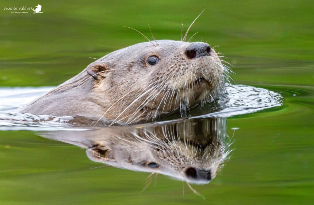 Huillín (Lontra provocax). Créditos: ©Vicente Valdés Guzmán @biodiversidad_chilena