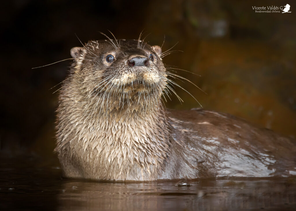 Huillín (Lontra provocax). Créditos: ©Vicente Valdés Guzmán @biodiversidad_chilena