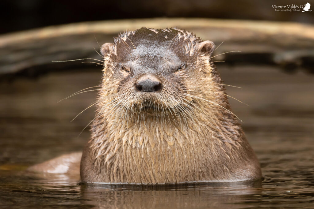 Huillín (Lontra provocax). Créditos: ©Vicente Valdés Guzmán @biodiversidad_chilena