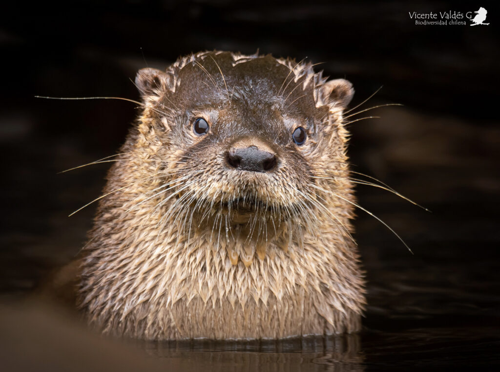 Huillín (Lontra provocax). Créditos: ©Vicente Valdés Guzmán @biodiversidad_chilena