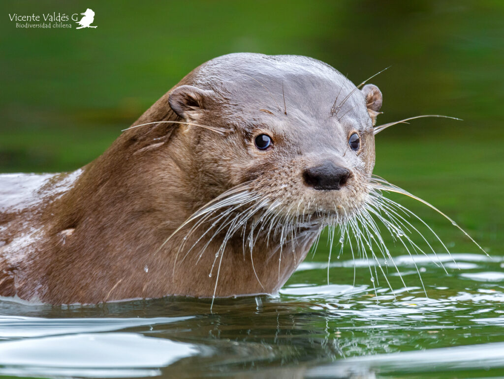 Huillín (Lontra provocax). Créditos: ©Vicente Valdés Guzmán @biodiversidad_chilena