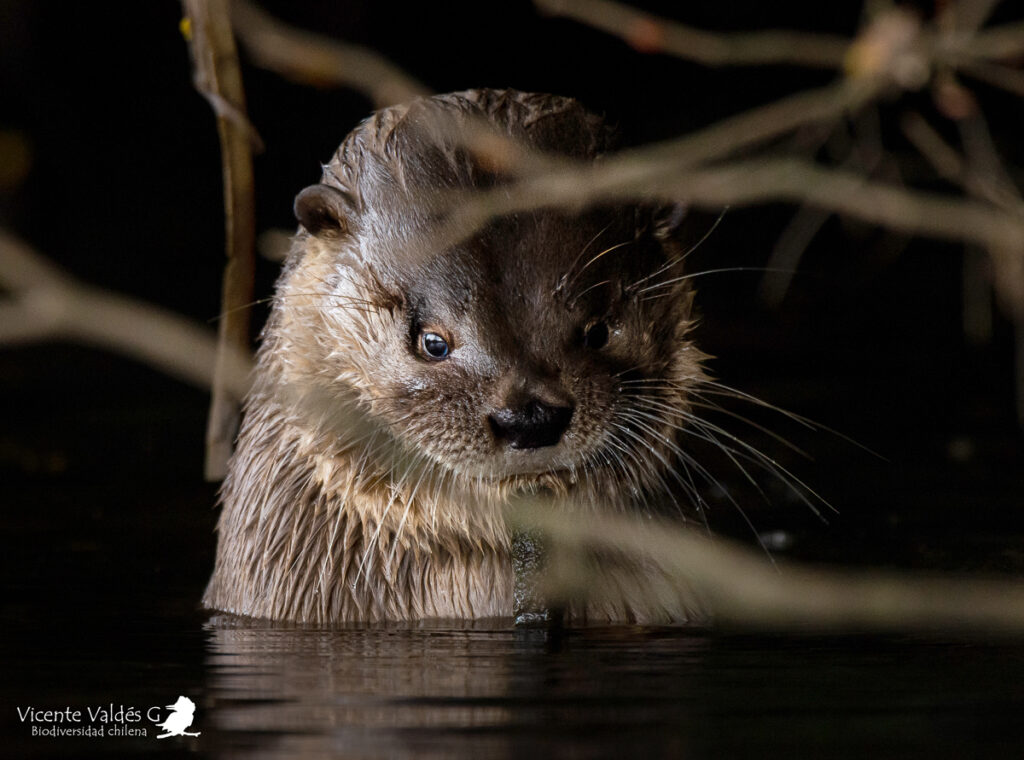 Huillín (Lontra provocax). Créditos: ©Vicente Valdés Guzmán @biodiversidad_chilena