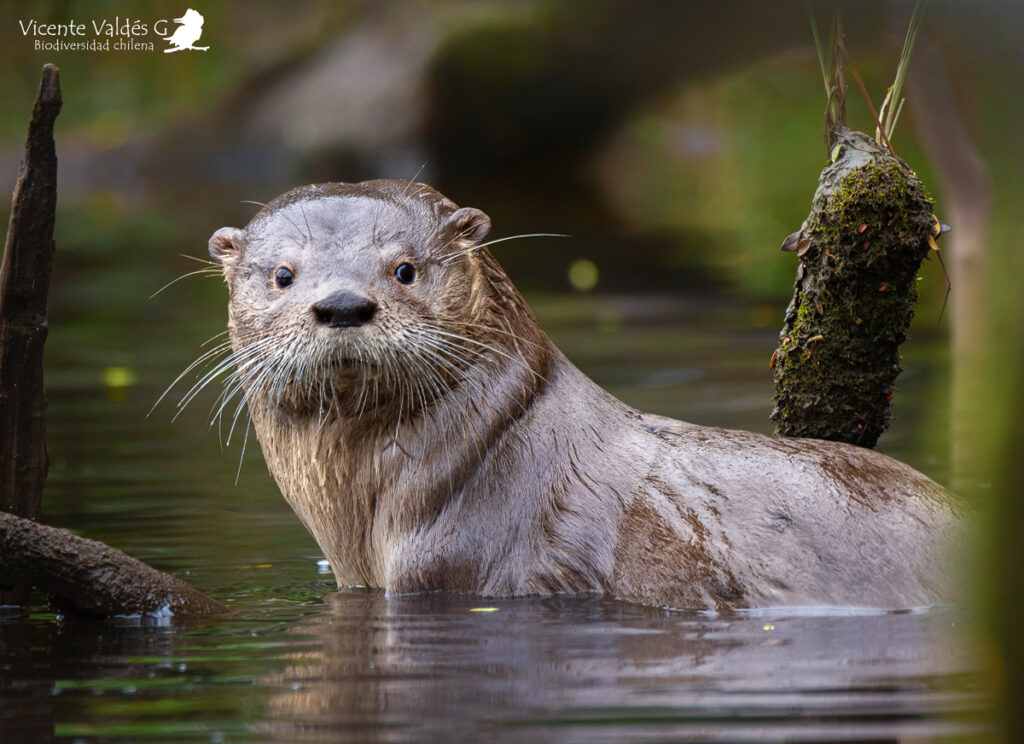 Huillín (Lontra provocax). Créditos: ©Vicente Valdés Guzmán @biodiversidad_chilena