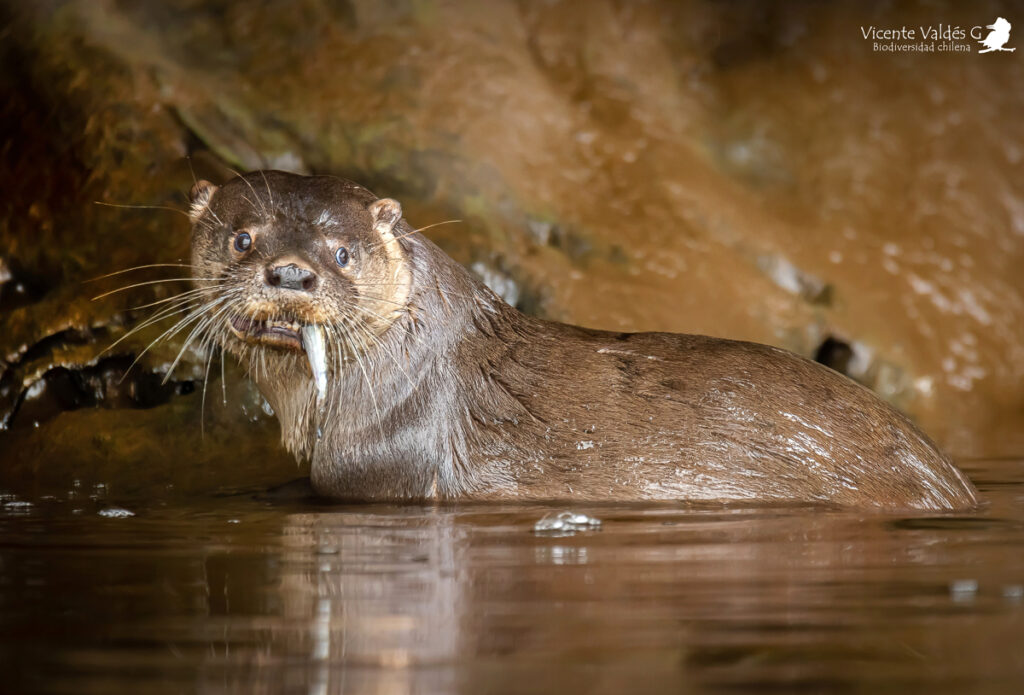 Huillín (Lontra provocax). Créditos: ©Vicente Valdés Guzmán @biodiversidad_chilena