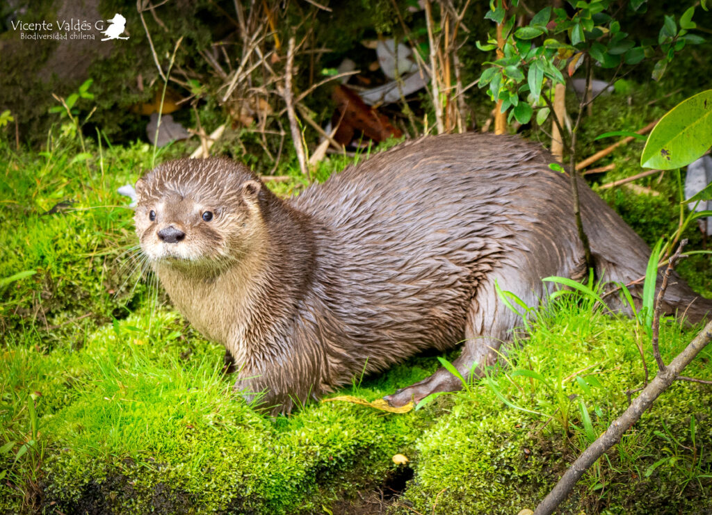 Huillín (Lontra provocax). Créditos: ©Vicente Valdés Guzmán @biodiversidad_chilena