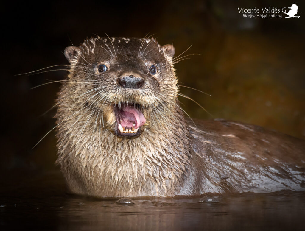 Huillín (Lontra provocax). Créditos: