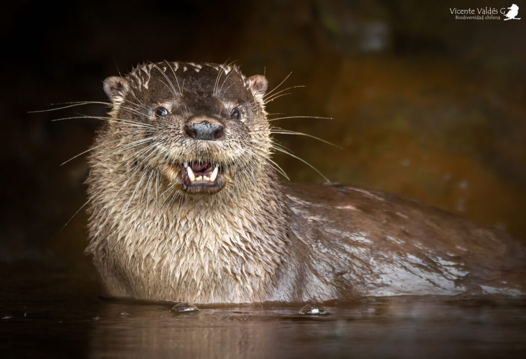 Huillín (Lontra provocax). Créditos: ©Vicente Valdés Guzmán @biodiversidad_chilena