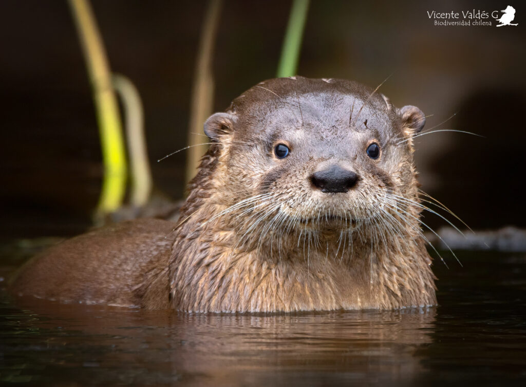 Huillín (Lontra provocax). Créditos: ©Vicente Valdés Guzmán @biodiversidad_chilena