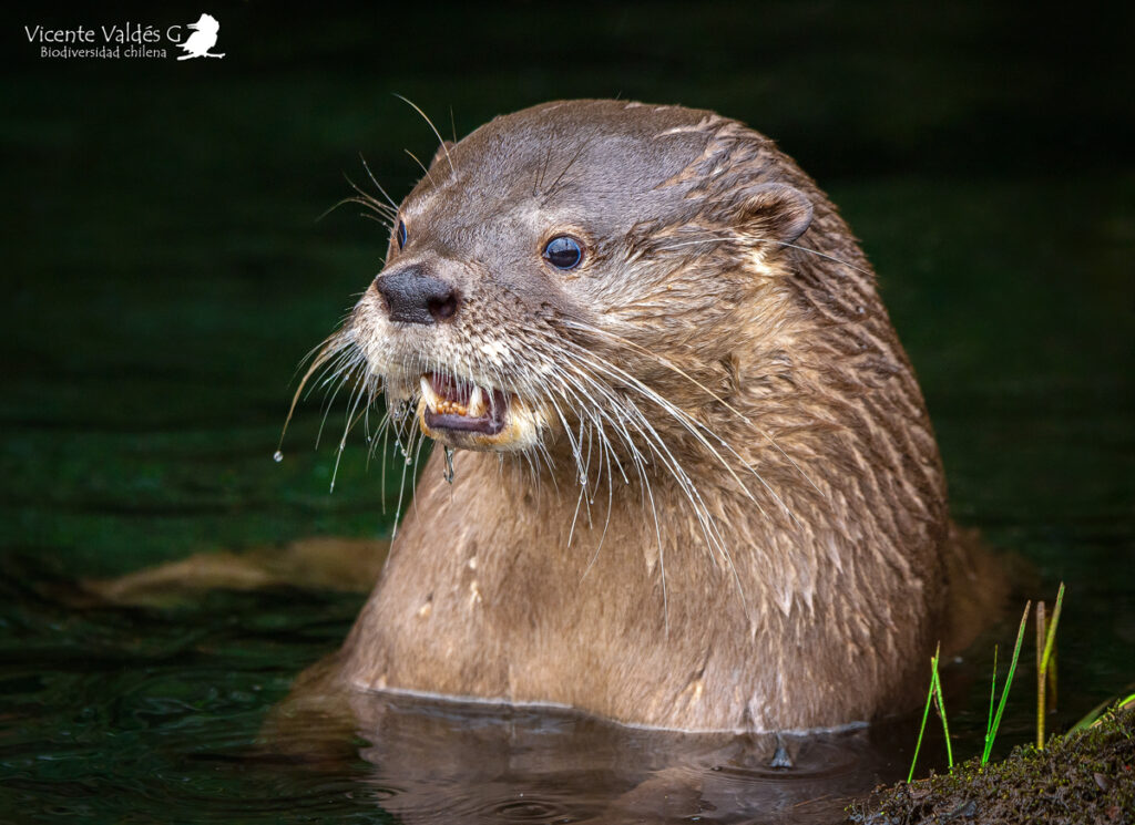 Huillín (Lontra provocax). Créditos: ©Vicente Valdés Guzmán @biodiversidad_chilena