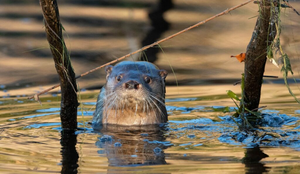 Huillín (Lontra provocax). Créditos: ©Eduardo Saldías