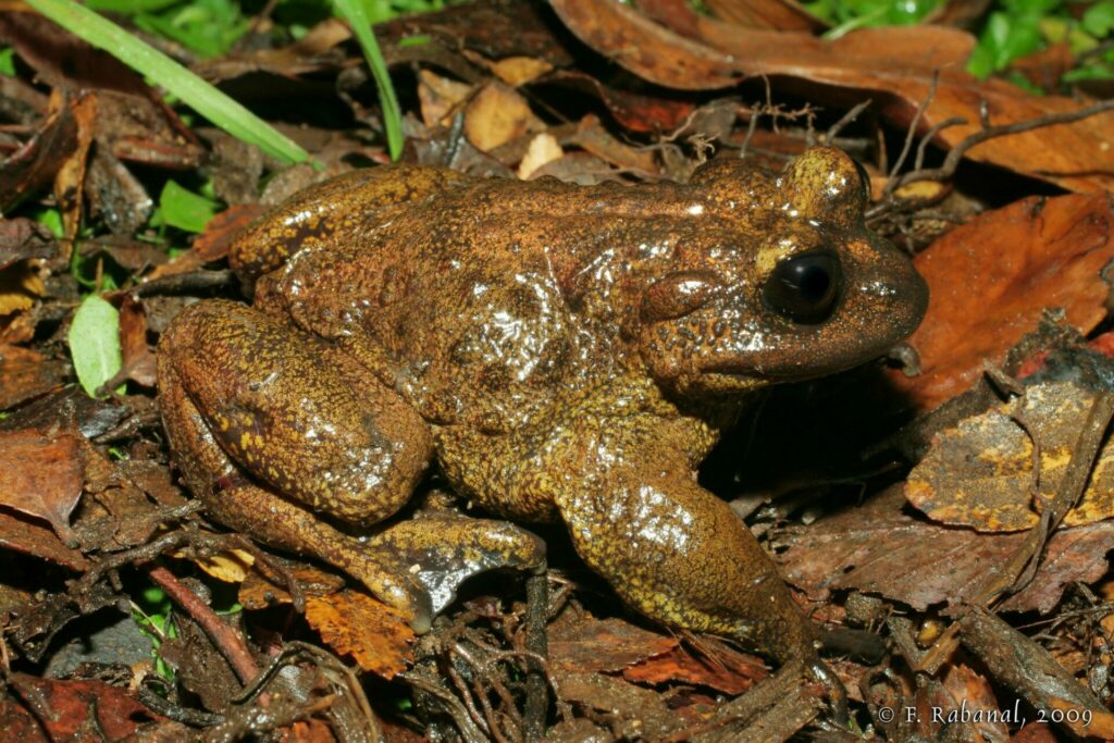 Telmatobufo ignotus. Créditos: Felipe Rabanal.