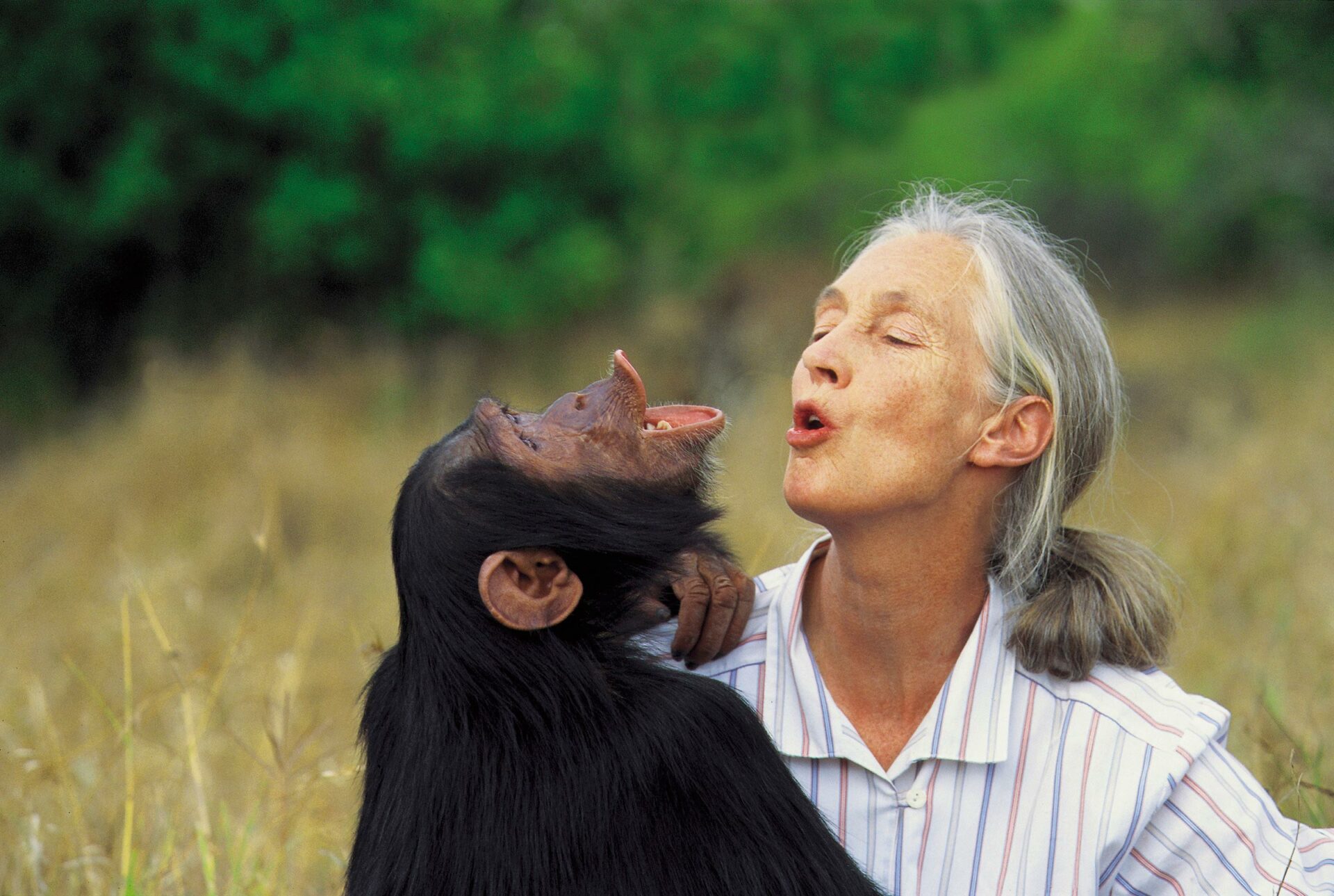 Fallece Jane Goodall, icónica científica y etóloga (1934-2025)
