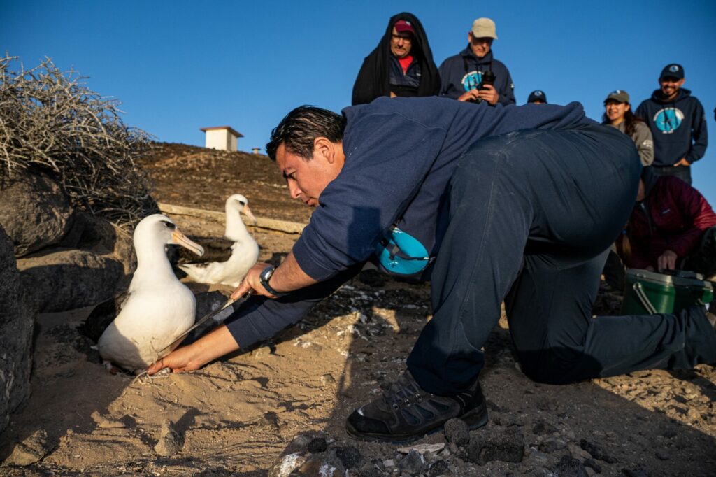 Reemplazo de por huevos de albatros patas negras en parejas seleccionadas como padres adoptivos. ©GECI / J.A. Soriano.