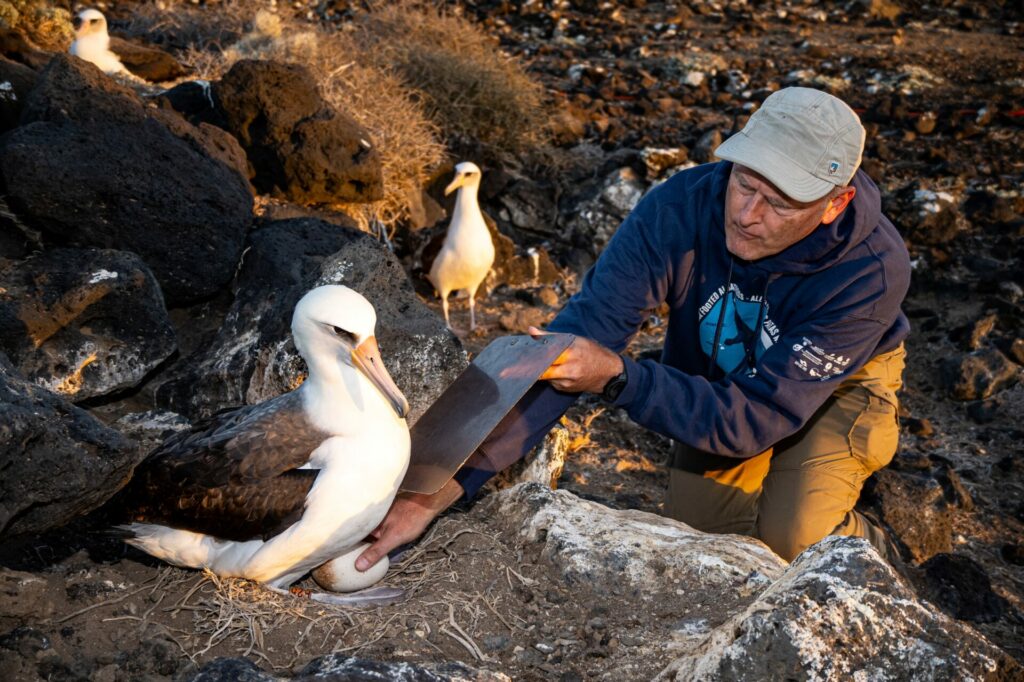 Reemplazo de por huevos de albatros patas negras en parejas seleccionadas como padres adoptivos. ©GECI / J.A. Soriano.