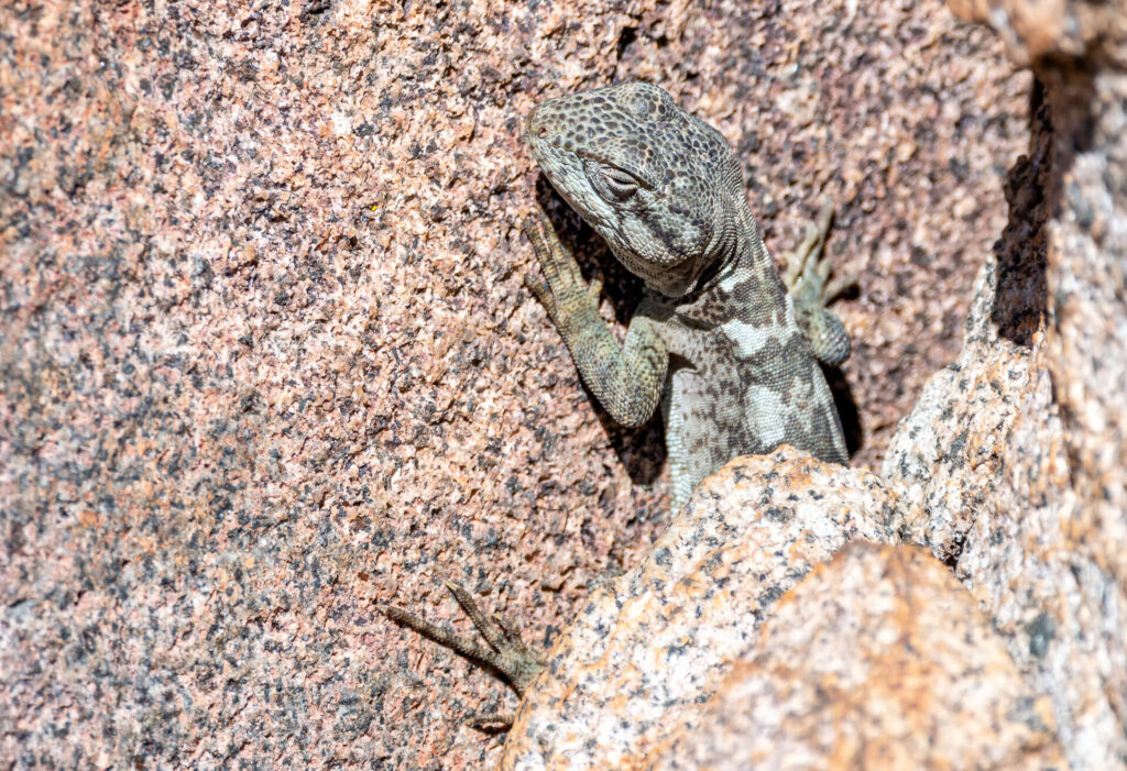 Lagarto gruñidor. Créditos Eduardo Muñoz