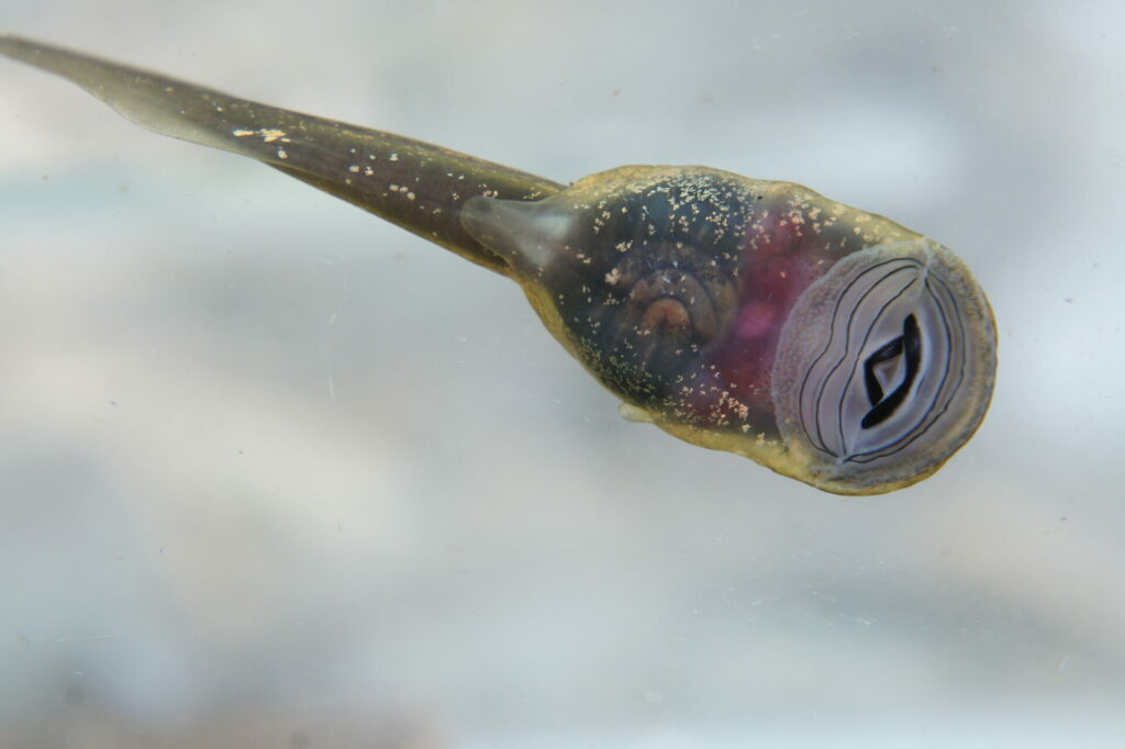 Larva de Telmatobufo australis. Créditos: Andrés Charrier.