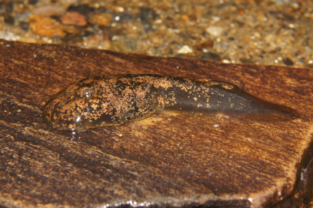 Larva de Telmatobufo australis. Créditos: Andrés Charrier.